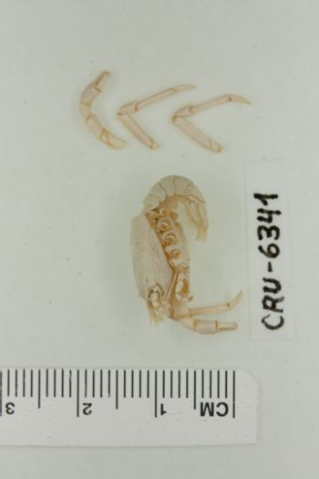Media type: image;   Invertebrate Zoology CRU-6341 Description: Preserved specimen.;